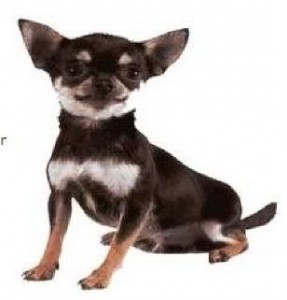 big_chiuahua